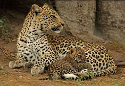 2 leopards