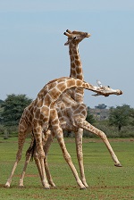 giraffefight