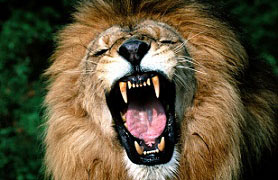 lion roars