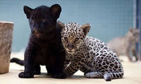 black jaguar cubs