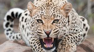 roaring leopard